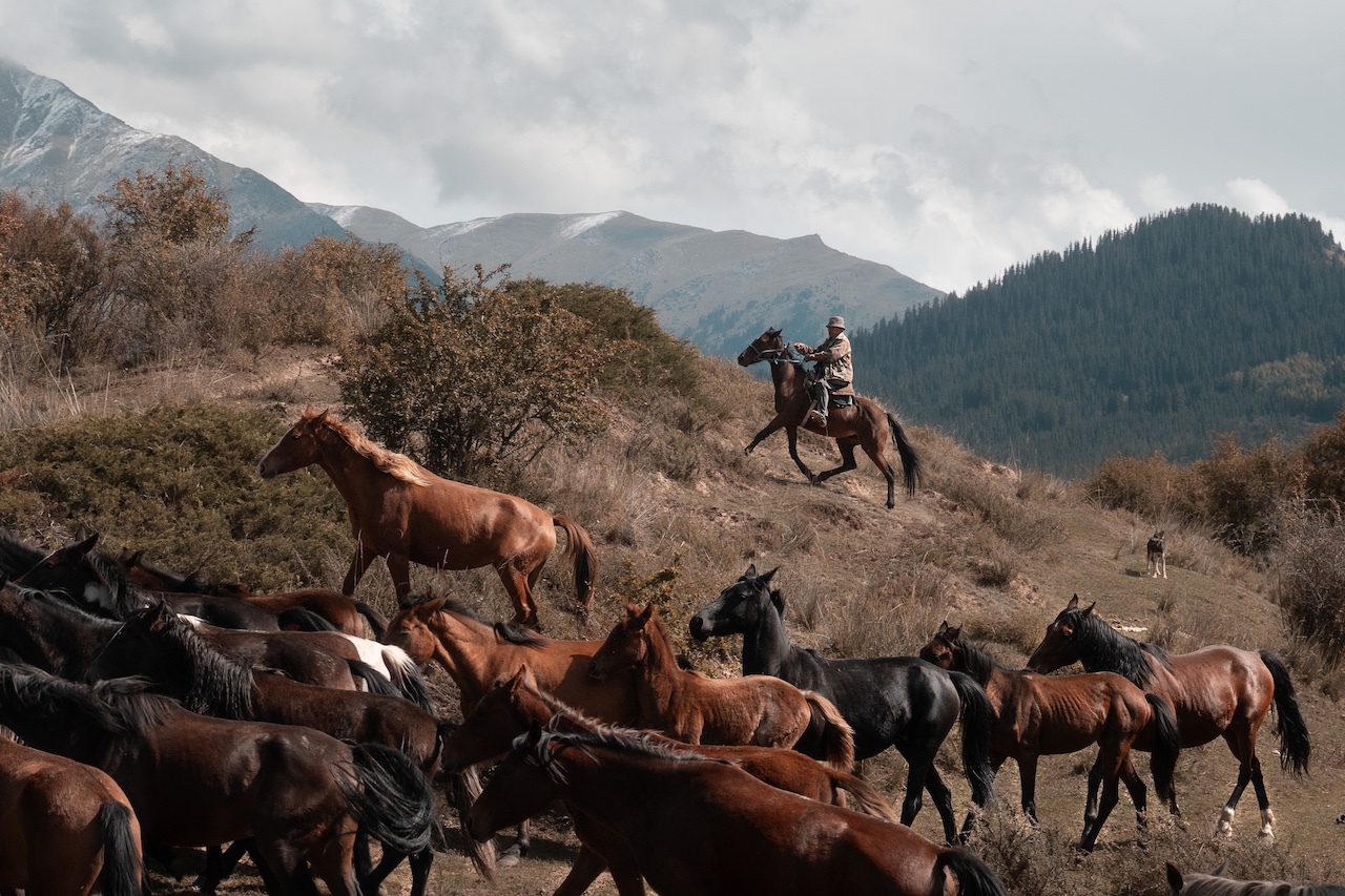 Kyrgyzstan travel photo - migration