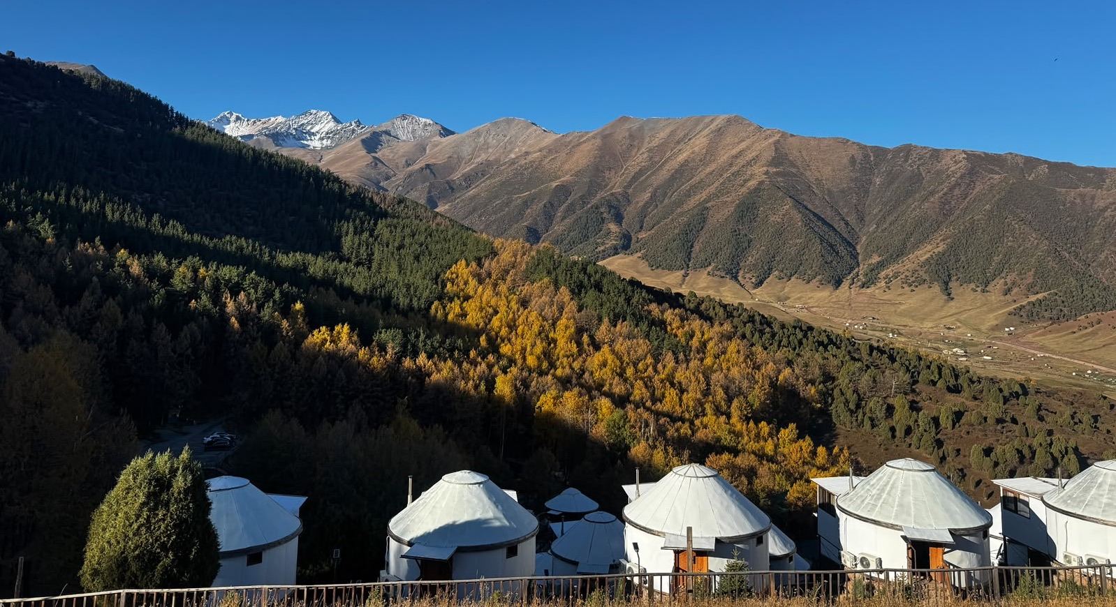 秋天的 Chunkurchak 山谷氈房度假村，金黃落葉松與雪山