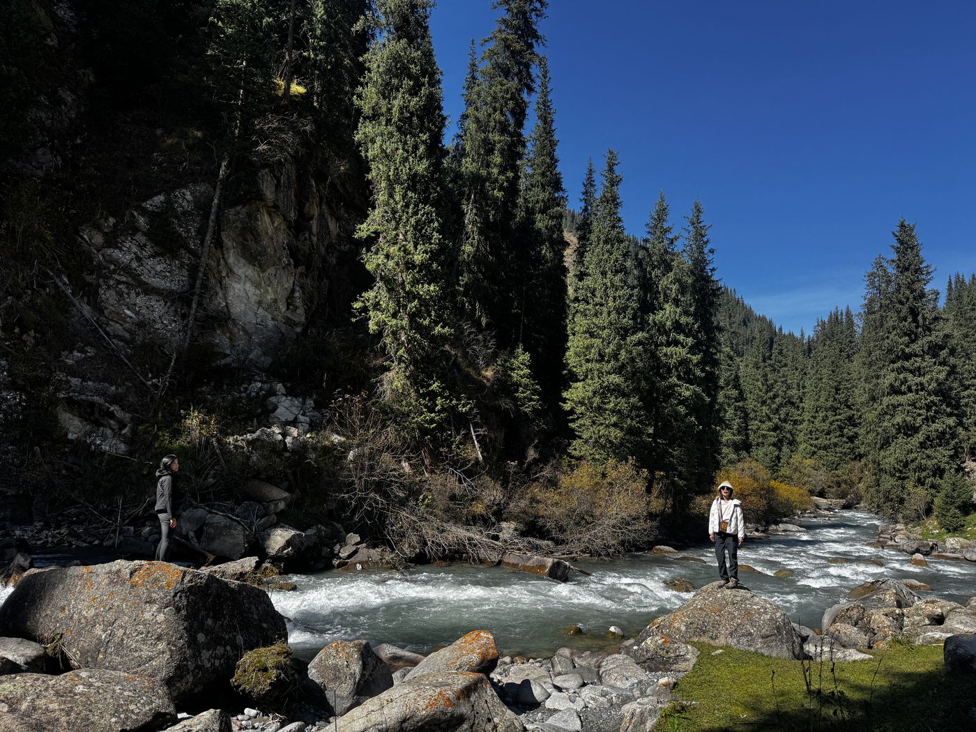 Mountain river through a spruce forest