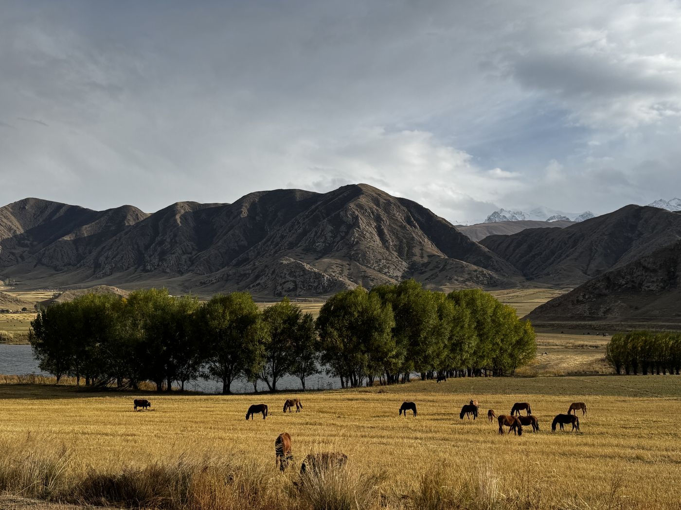 Horses grazing in an autumn valley