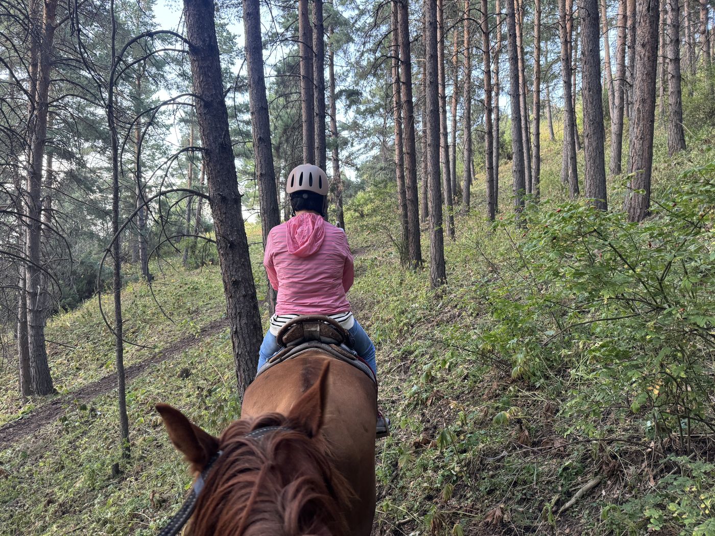 Riding through a pine forest
